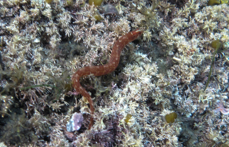 Dive > 2010 > 127 128 20100630 NubbleNight