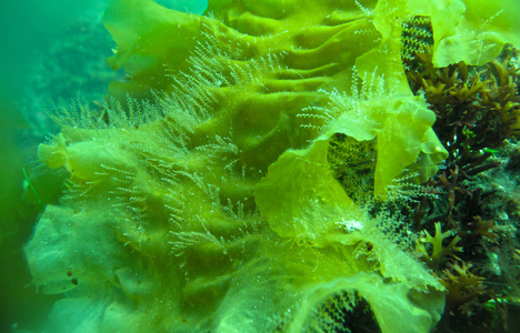 Dive > 2010 > 133 134 20100710 OldGarden