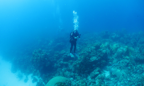 Dive > 2011 > 185 187 20110330 BonaireWed