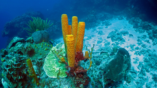 Dive > 2011 > 240 241 20111030 CozumelSun