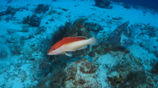 Dive > 2011 > 244 245 20111101 CozumelTue