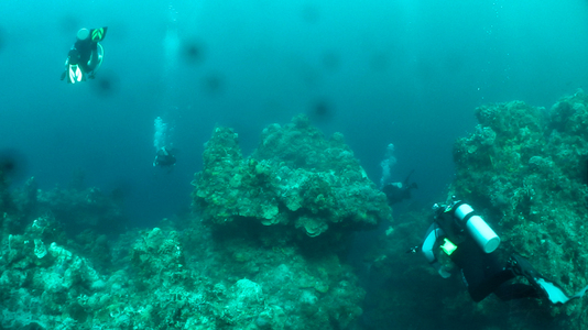 Dive > 2011 > 246 247 20111102 CozumelWed