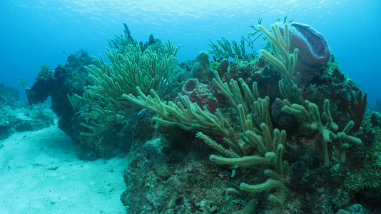 Dive > 2011 > 248 249 20111103 CozumelThu