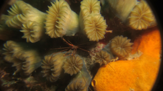 Dive > 2011 > 250 251 20111104 CozumelFri