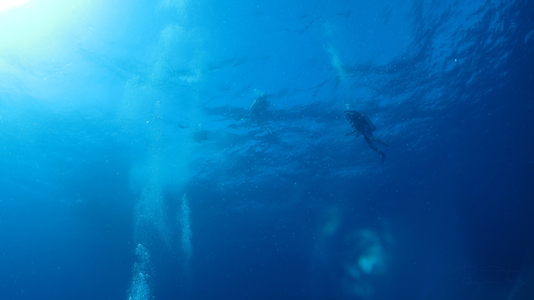 Dive > 2011 > 252 252 20111104 CozumelNight