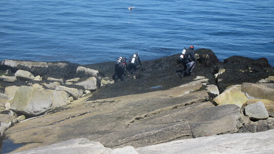 Dive > 2012 > 270 271 20120610 HalibutPoint > Original