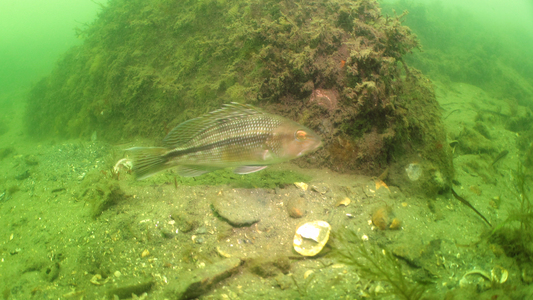 Dive > 2012 > 289 289 20120901 Wetherill