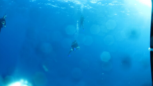 Dive > 2012 > 294 294 20121125 TulumSun