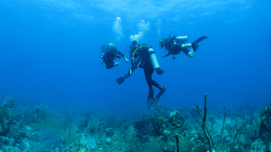 Dive > 2012 > 295 295 20121126 TulumMon