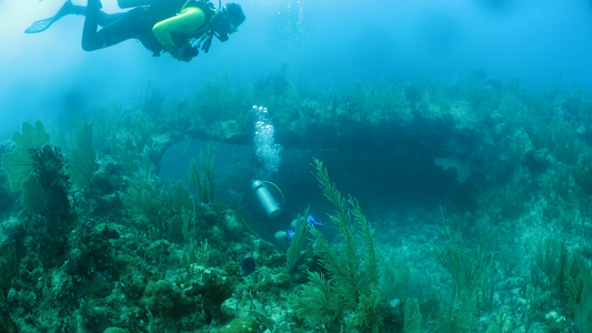 Dive > 2012 > 298 298 20121129 TulumThu