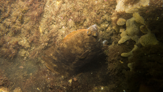 Dive > 2013 > 343 344 20130908 LanesCove