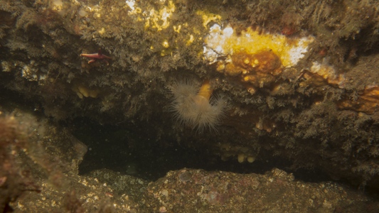 Dive > 2013 > 341 342 20130902 LanesCove