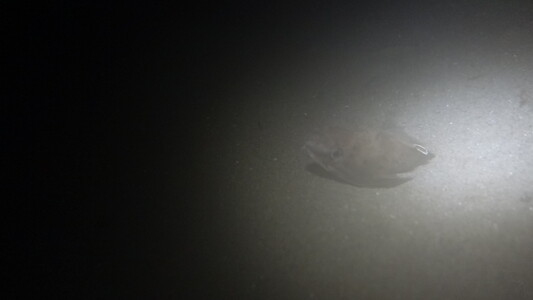 Dive > 2013 > 345 345 20130911 OldGardenNight