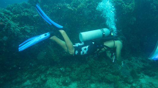 Dive > 2013 > 361 362 20131028 RoatanMonCaliWallNewmanWall