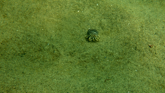 Dive > 2013 > 308 308 20130527 MacroNoStrobe