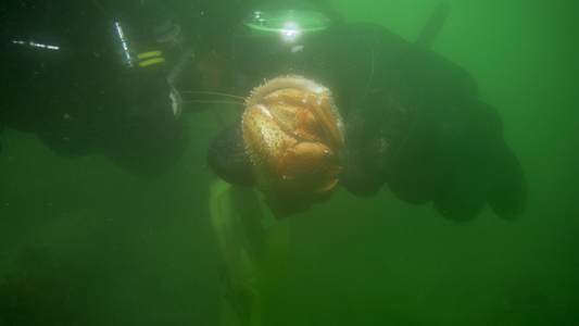 Dive > 2013 > 324 324 20130706 EastportSat