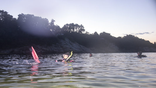 Dive > 2013 > 332 332 20130802 FollySquid