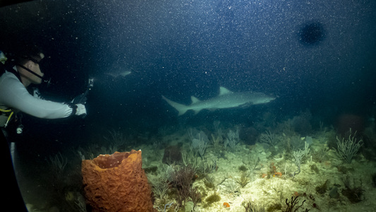 Dive > 2020 > 740 740 20200528 NightBreakers