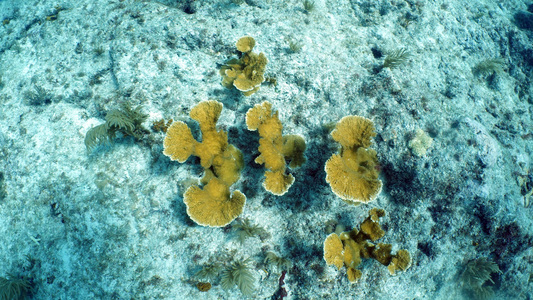 Dive > 2020 > 762 763 20201018 KLPickelsSnappersReef