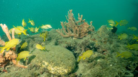 Dive > 2020 > 765 765 20201022 BlueHeron