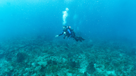 Dive > 2020 > 735 736 20200526 FlowerGardenBreakers