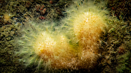 Dive > 2021 > 774 775 20210605 3Phathom