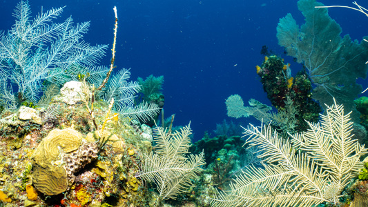 Dive > 2021 > 785 787 20210928 RTTue