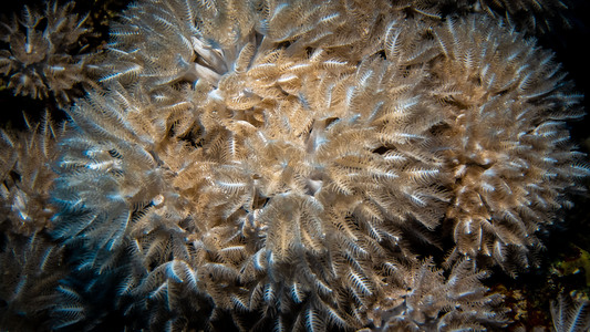 Dive > 2021 > 796 796 20211107 EGSunRasAbuSoma