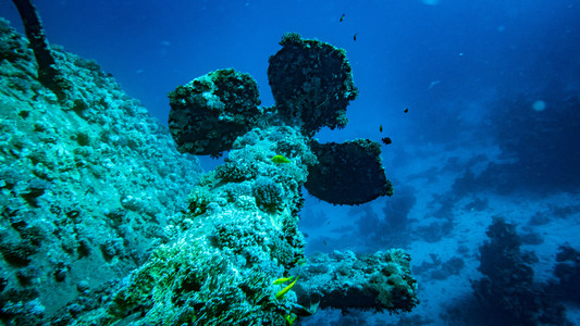 Dive > 2021 > 800 800 20211108 EGMon2