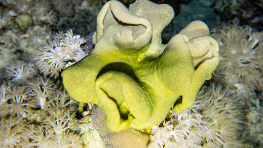 Dive > 2021 > 802 803 20211108 EGMon4