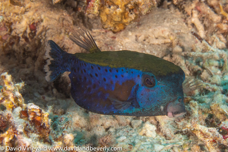 Dive > 2021 > Egypt pics 20211106 > RSA2