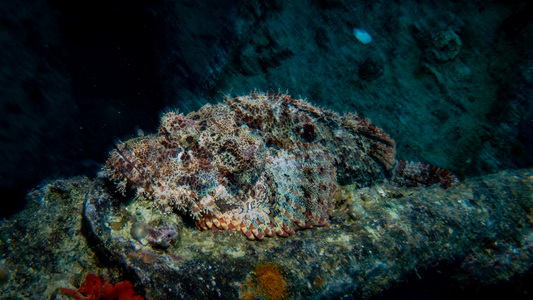 Dive > 2022 > 847 848 20221017 EGMonThistlegorm