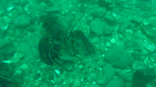 Dive > 2022 > 847 848 20221106 OuterBrewer