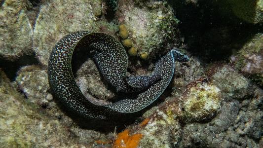 Dive > 2023 > 941 941 20231018 BonWedNight