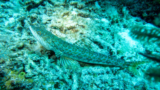 Dive > 2023 > 945 946 20231020 BonFri