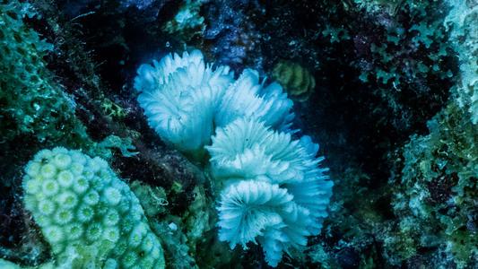 Dive > 2023 > 938 940 20231018 BonWed