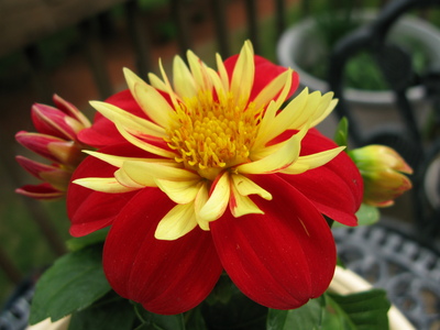 Family > 2008 > 20080602 FlowerMacro