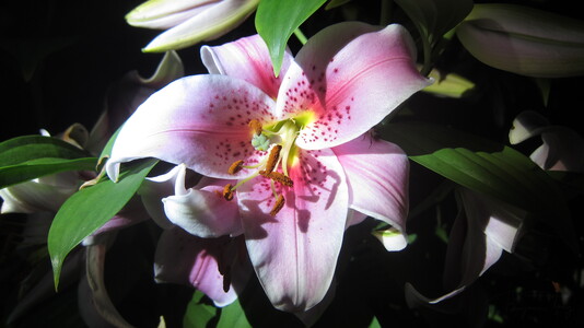 Family > 2011 > 20110712 Flashlight