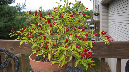 Family > 2012 > 20120913 VungTauNghiTruc