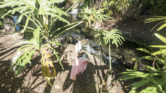 Family > 2017 > 20170401 DW SatAnimalKingdom