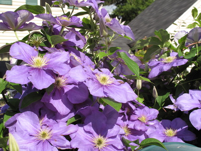 Friends > 20090704 JulyFourth