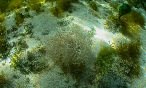 Friends > 20101103 Cozumel Wed