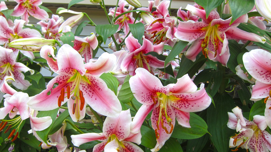 Friends > 20110719 IsleOfShoals