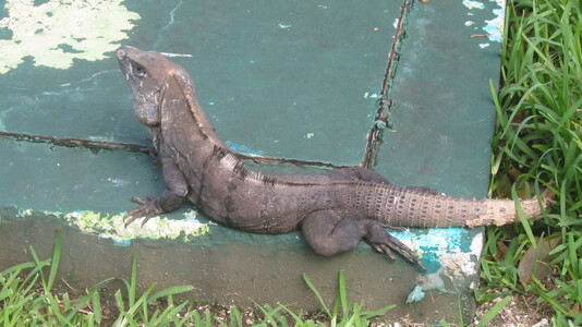 Friends > 20111029 CozumelTrip