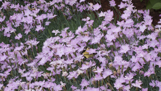 Friends > 20130616 Butterfly